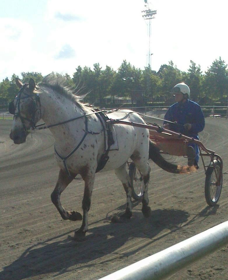 Knabstrupper arion billede 17