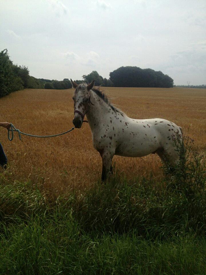 Knabstrupper arion billede 18