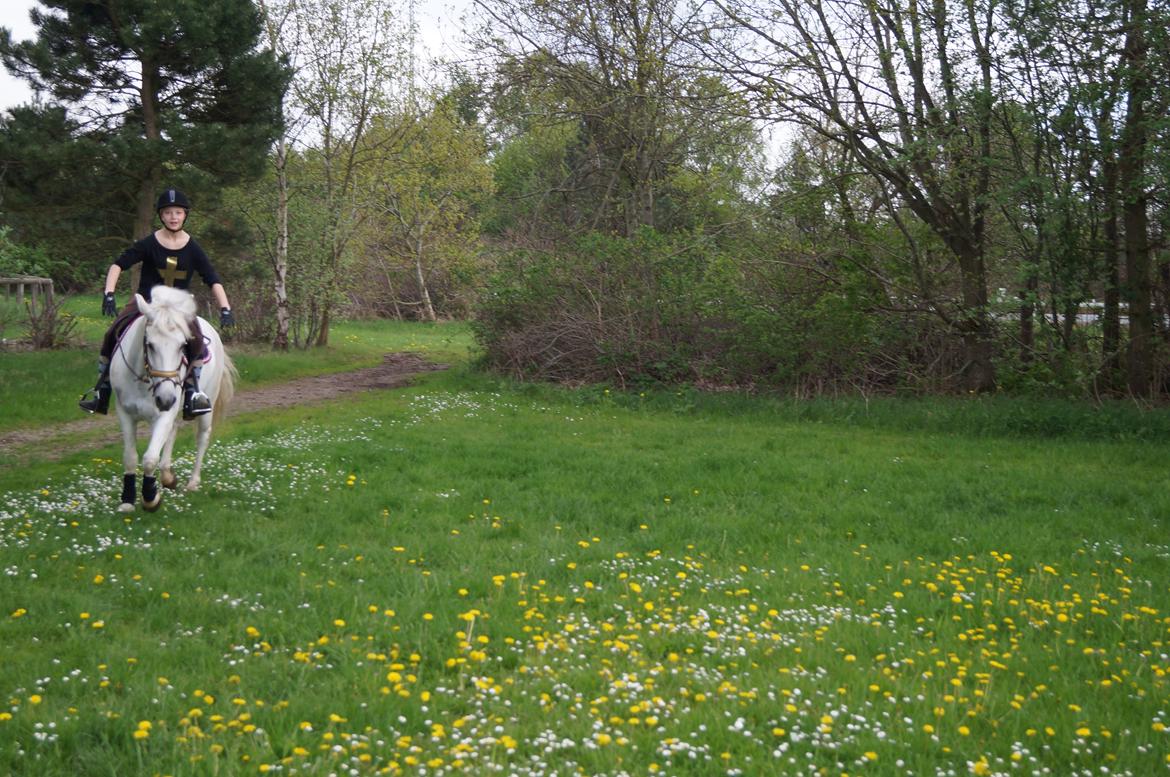 Anden særlig race Sleipner (Bamse) - Savner sommer :( billede 6