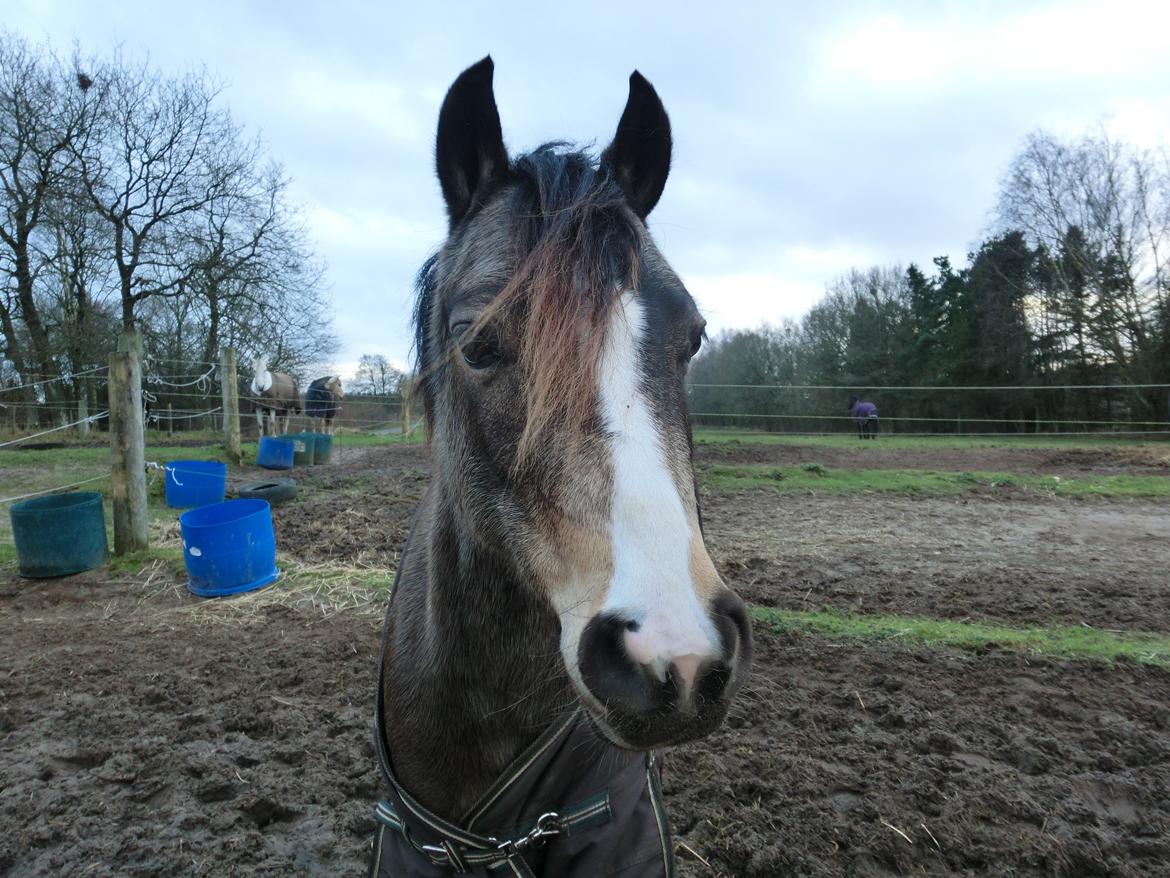 DSP Tovdal´s Anais Anais - Min lille guldklump <3 billede 16