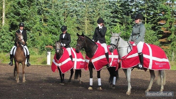 DSP Tovdal´s Anais Anais - Regionsmester 2011 for hold, hendes første stævne <3 billede 7