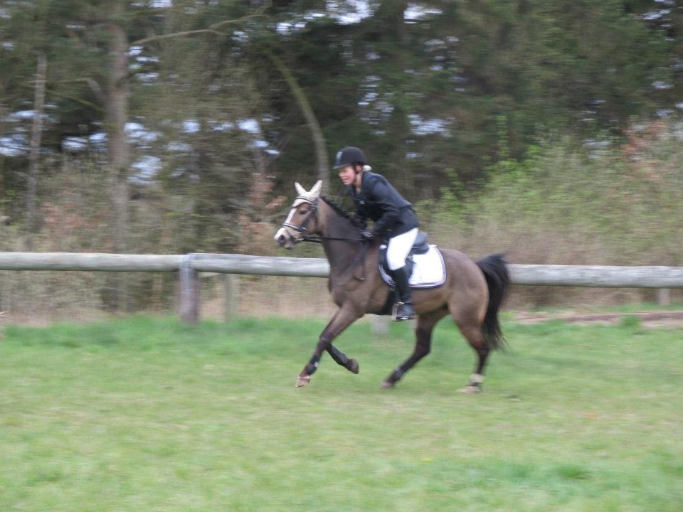 DSP Tovdal´s Anais Anais - Ponyfræser <3 billede 18