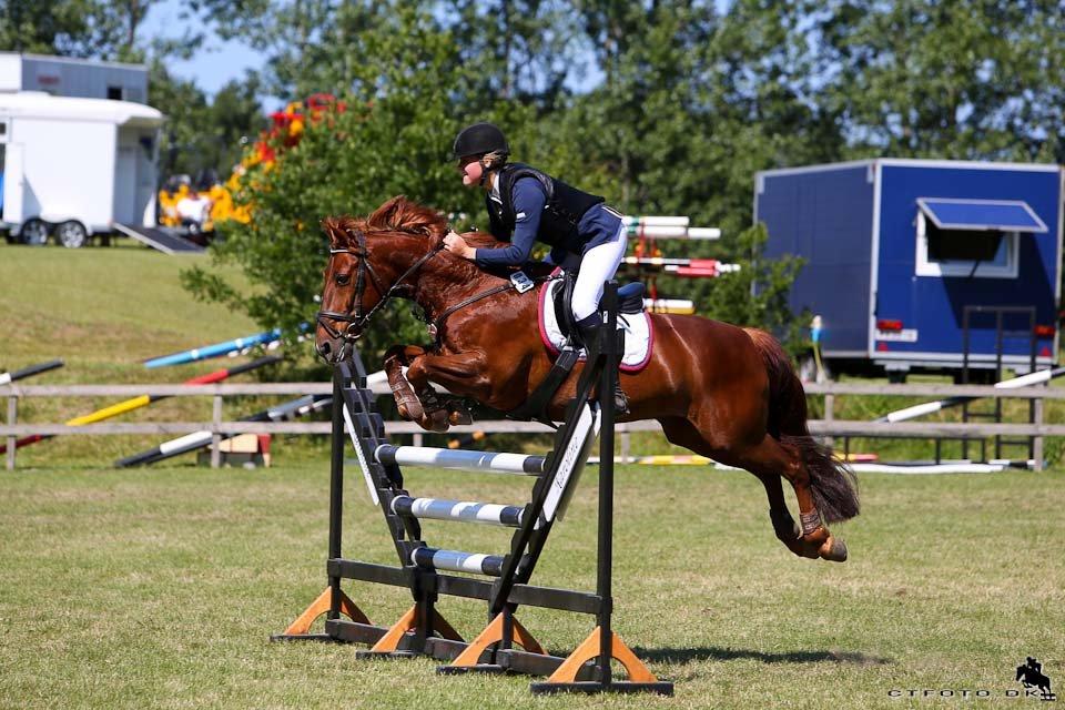 DSP Flying Rex - 19) D4 Horseshow 2013, Guld Tour-kvalifikation. FOTO: CT-foto billede 19