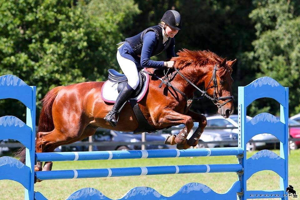 DSP Flying Rex - 9) D4 Horseshow 2013, Guld Tour-kvalifikation. FOTO: CT-foto billede 9