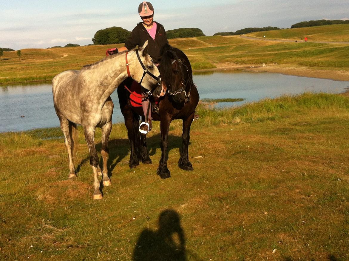 Frieser Zorro billede 19