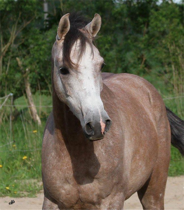 Arabisk fuldblod (OX) Ibn El Ghalahad (Allan) billede 17