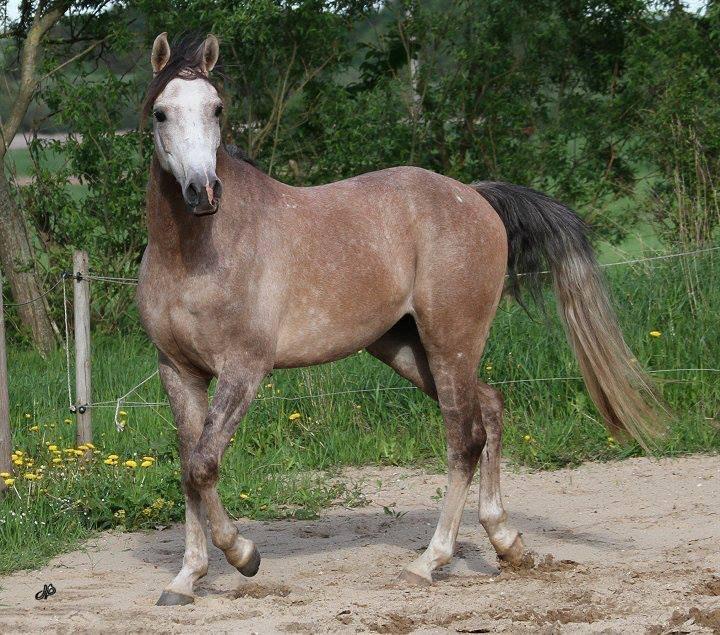 Arabisk fuldblod (OX) Ibn El Ghalahad (Allan) billede 18