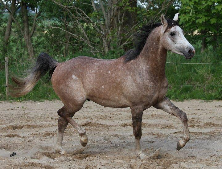 Arabisk fuldblod (OX) Ibn El Ghalahad (Allan) billede 19