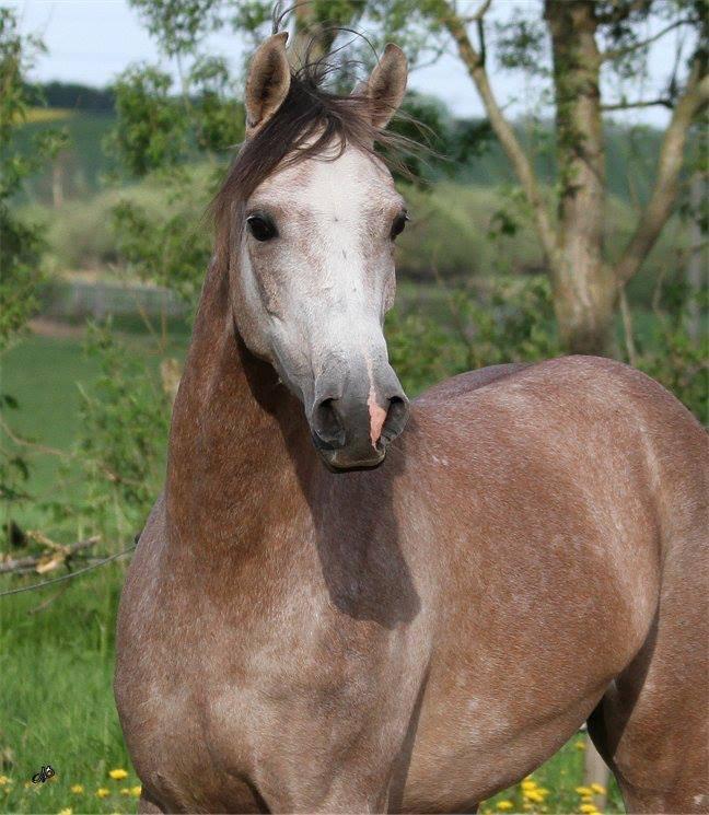 Arabisk fuldblod (OX) Ibn El Ghalahad (Allan) billede 1