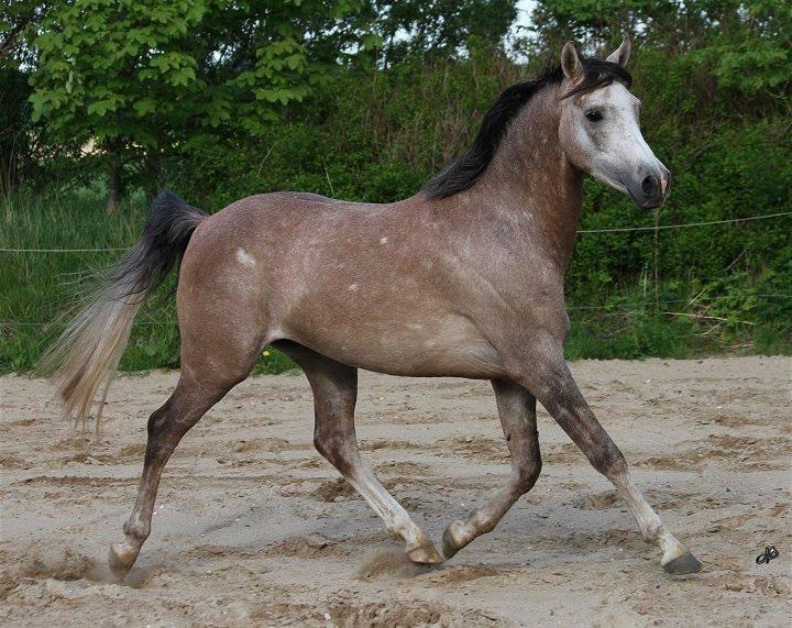 Arabisk fuldblod (OX) Ibn El Ghalahad (Allan) billede 20