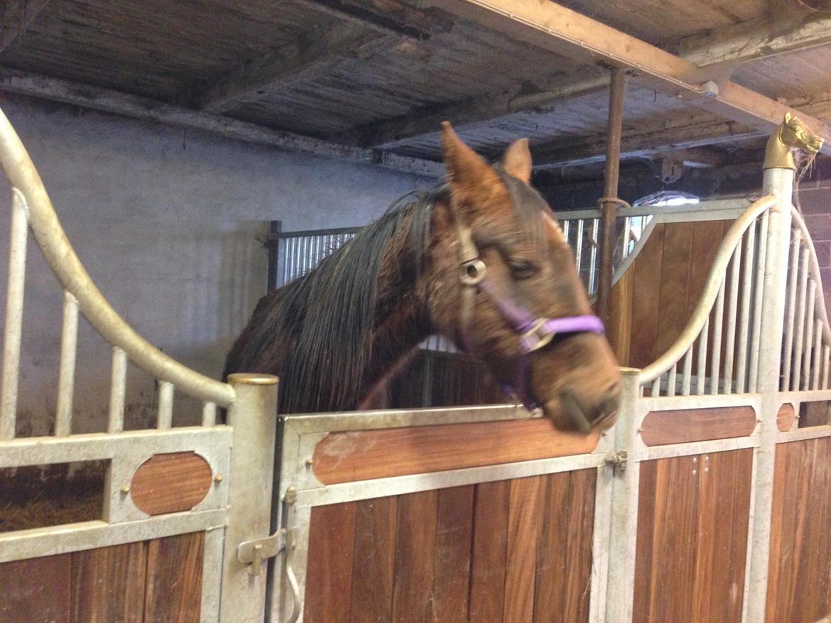 Dansk Varmblod Gabi billede 23