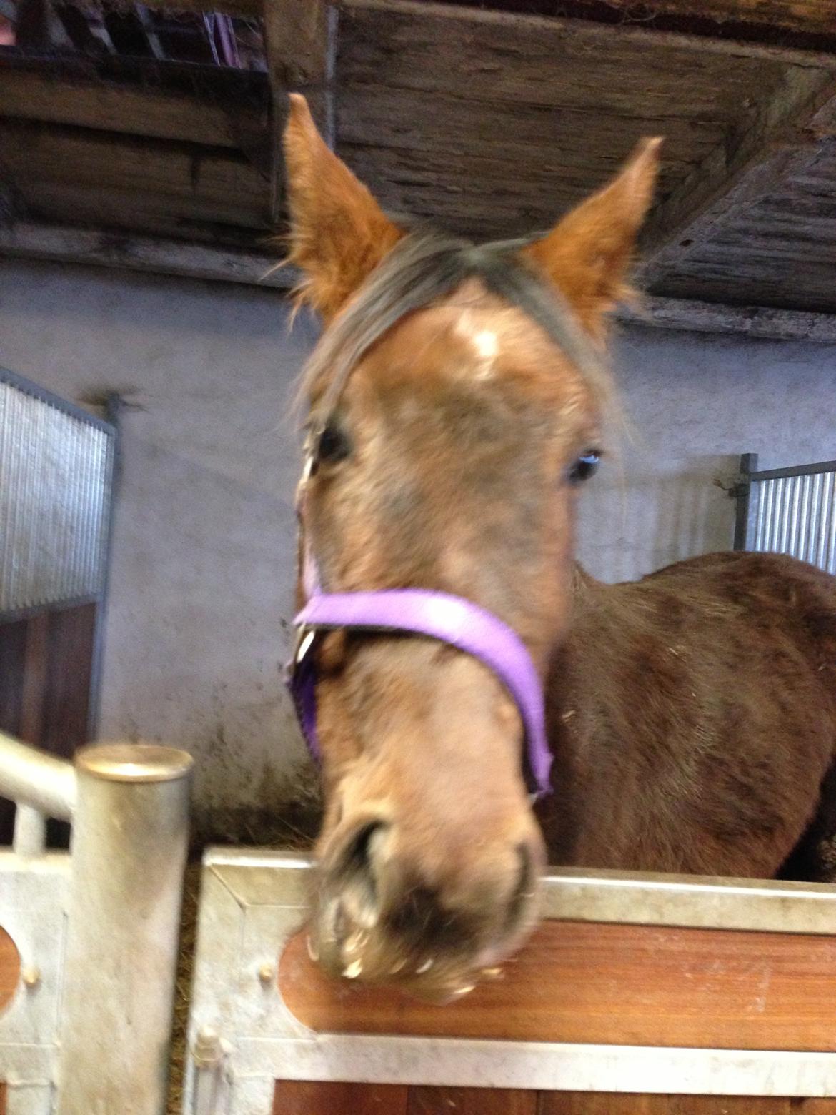 Dansk Varmblod Gabi billede 24