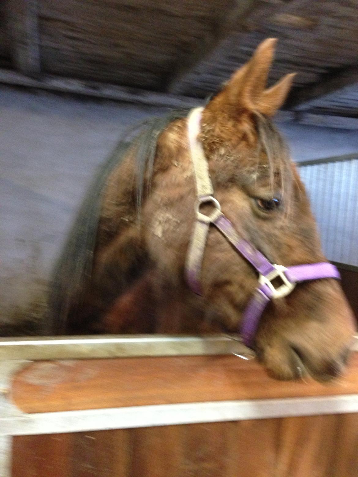 Dansk Varmblod Gabi billede 25