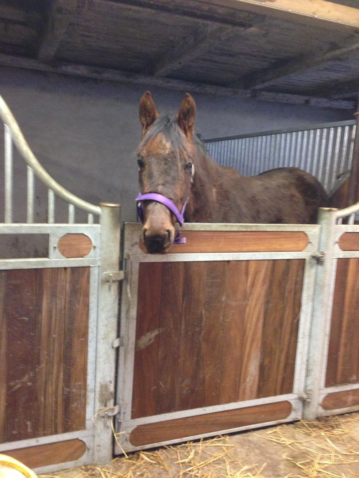 Dansk Varmblod Gabi billede 26