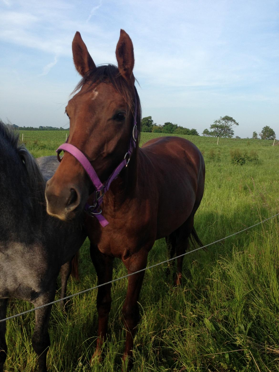 Dansk Varmblod Gabi billede 27