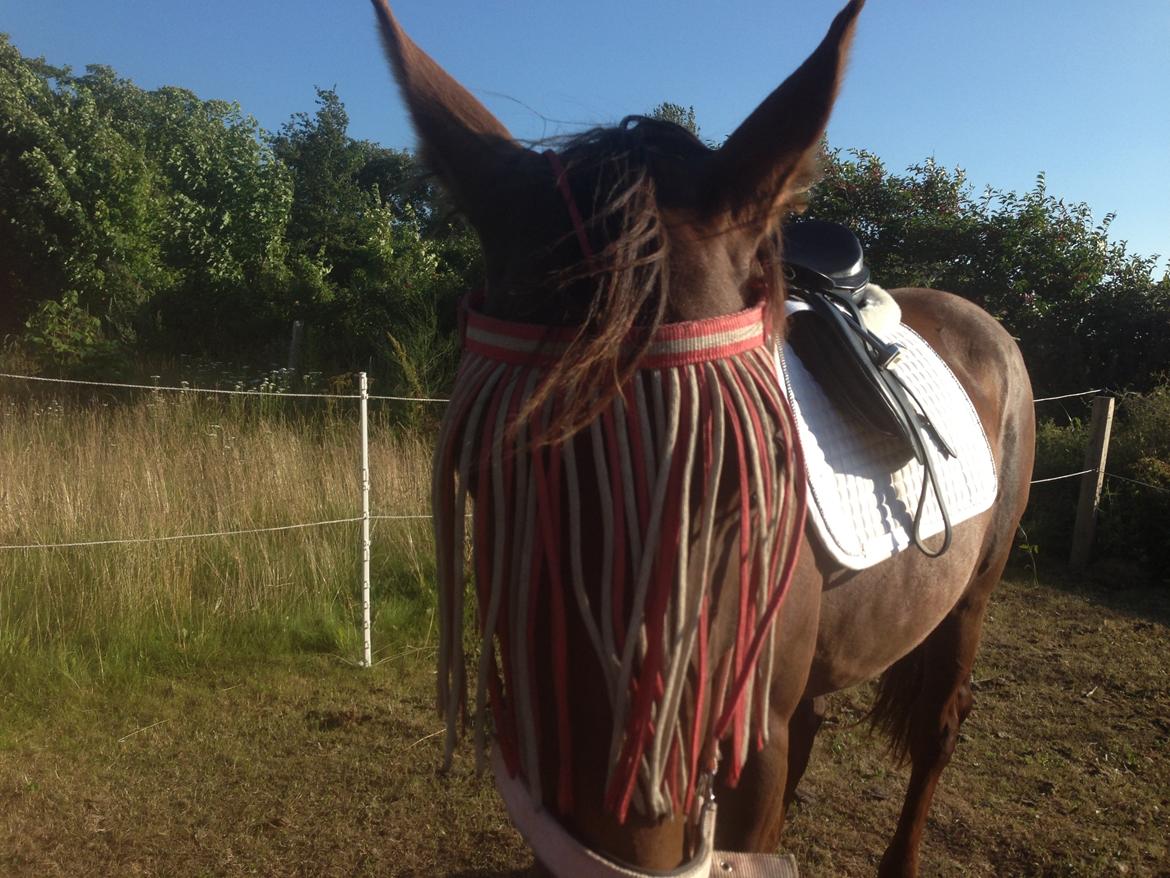 Dansk Varmblod Gabi billede 29