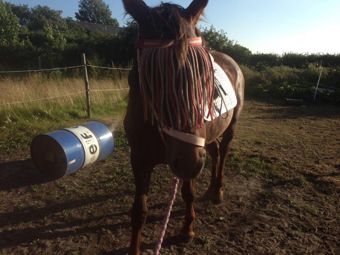 Dansk Varmblod Gabi billede 30