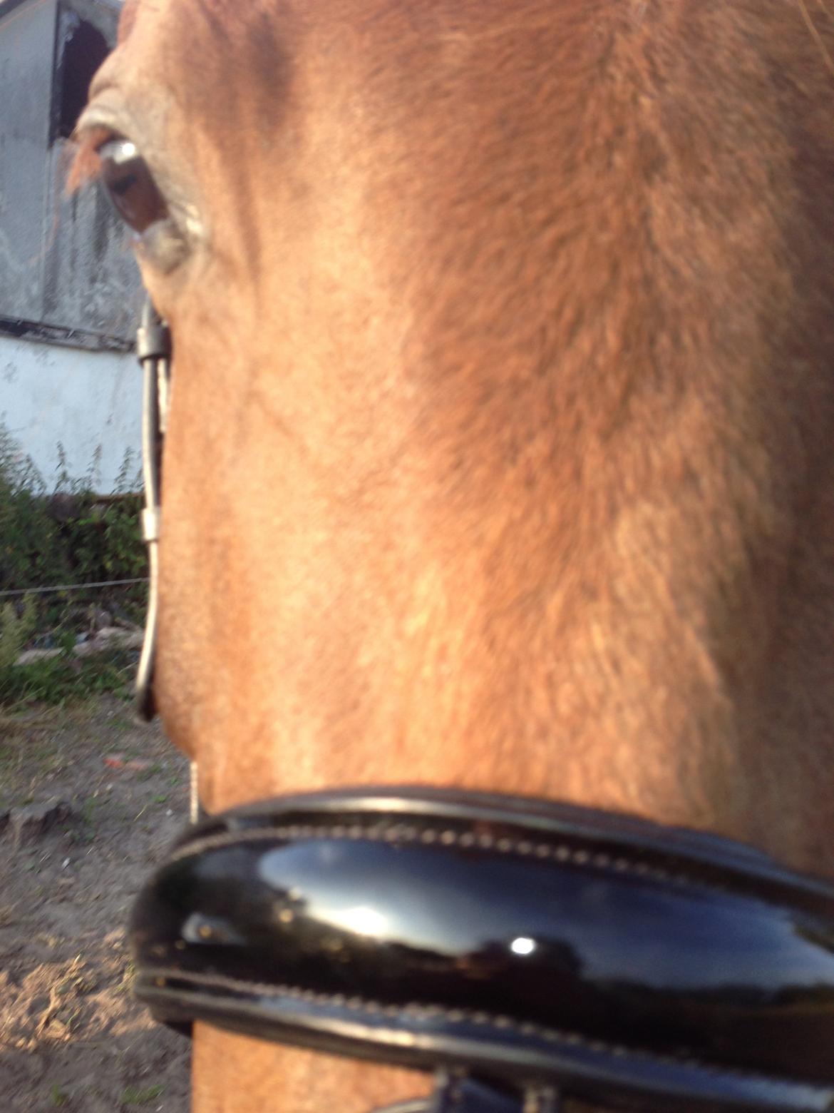 Dansk Varmblod Gabi billede 31