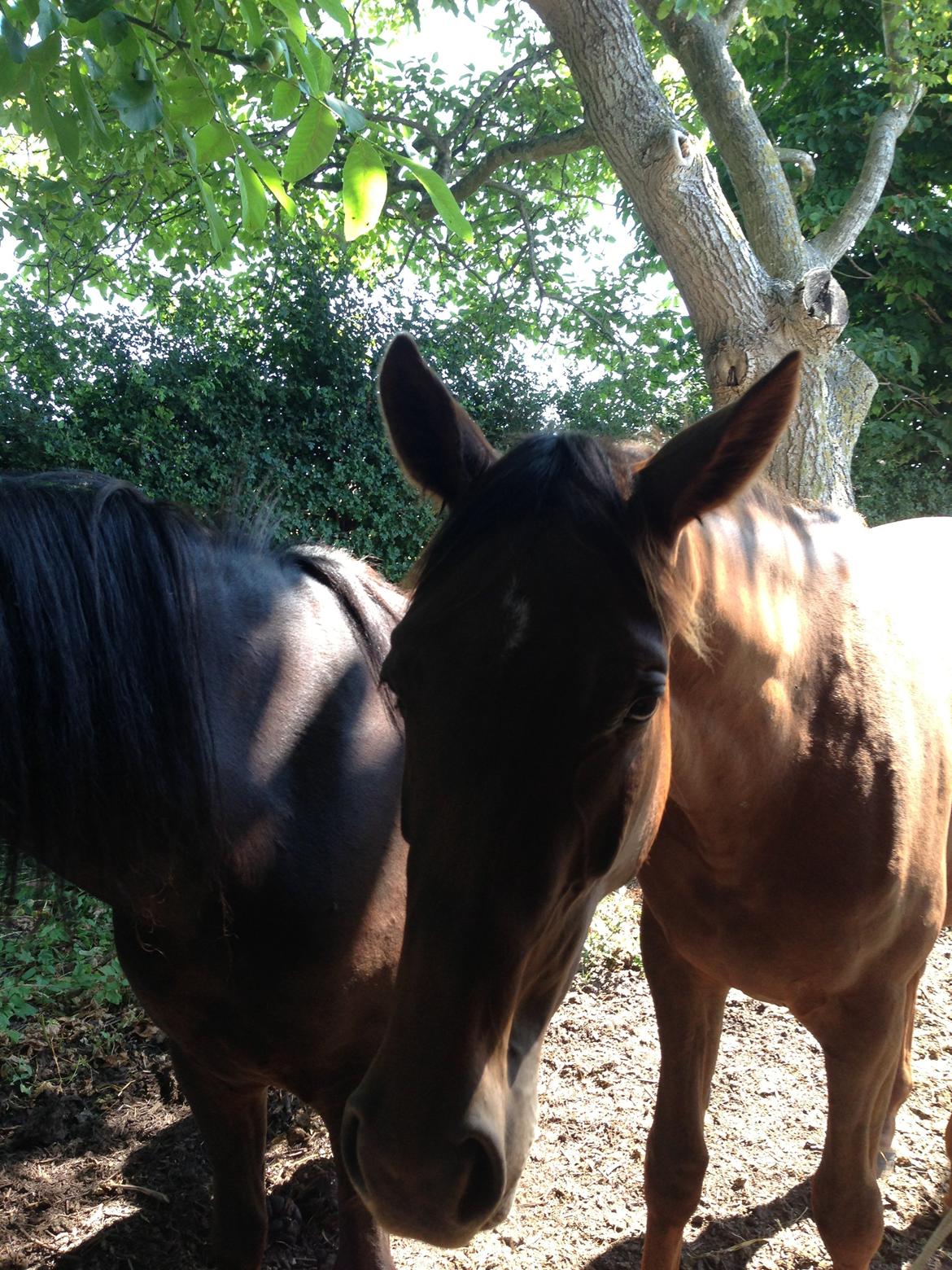 Dansk Varmblod Gabi billede 32