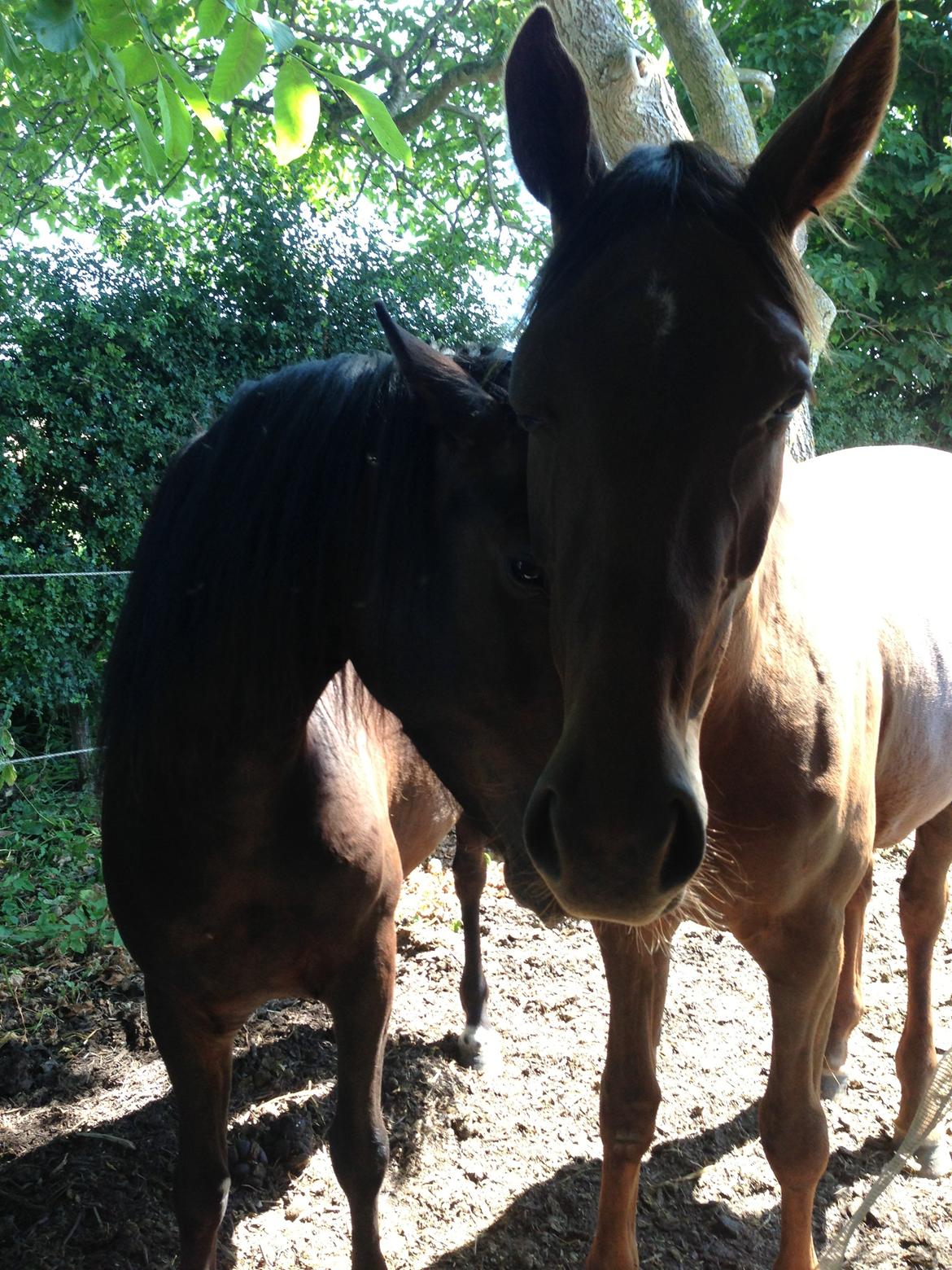 Dansk Varmblod Gabi billede 2