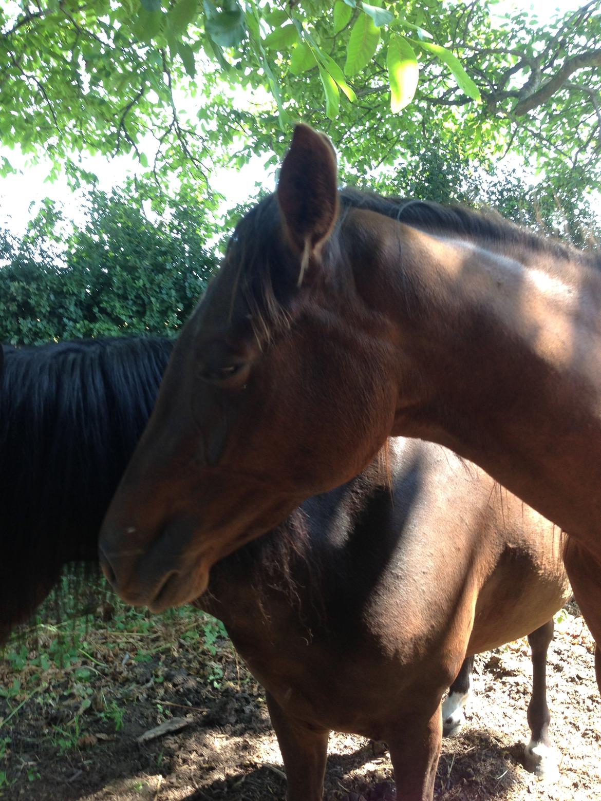 Dansk Varmblod Gabi billede 33