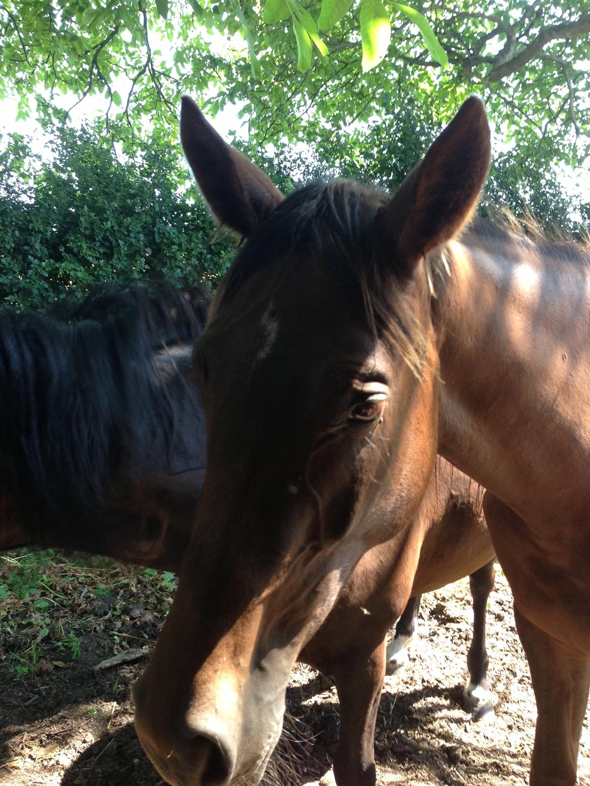 Dansk Varmblod Gabi billede 34