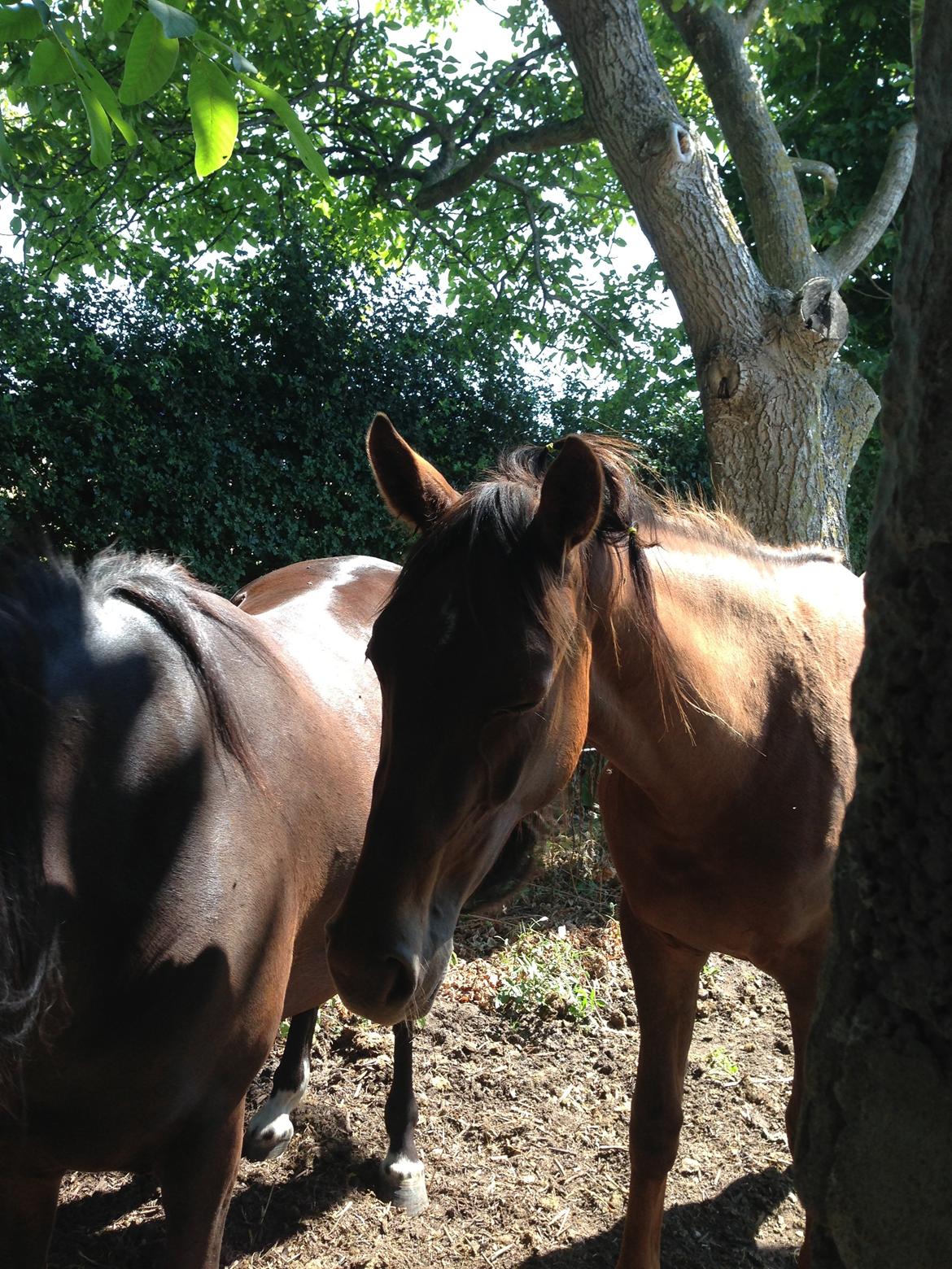 Dansk Varmblod Gabi billede 35