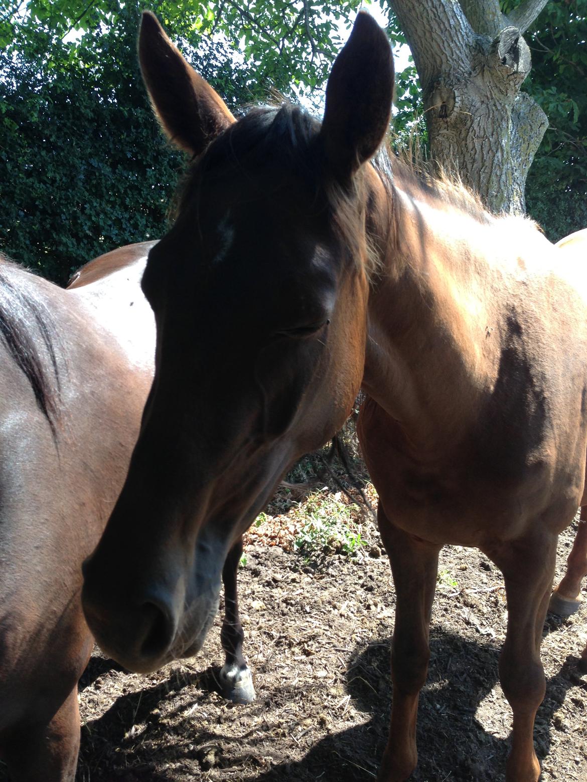 Dansk Varmblod Gabi billede 36