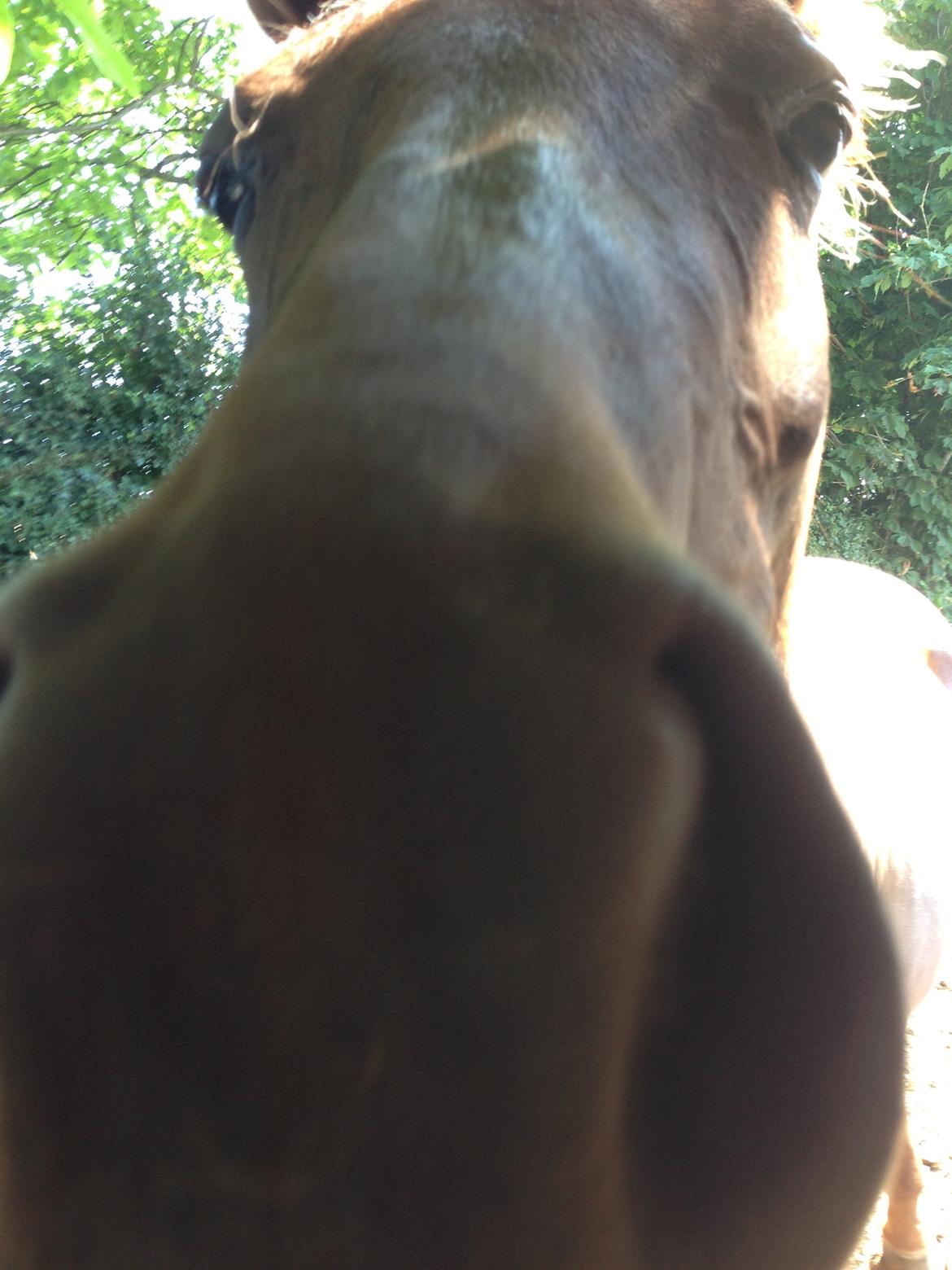 Dansk Varmblod Gabi billede 37