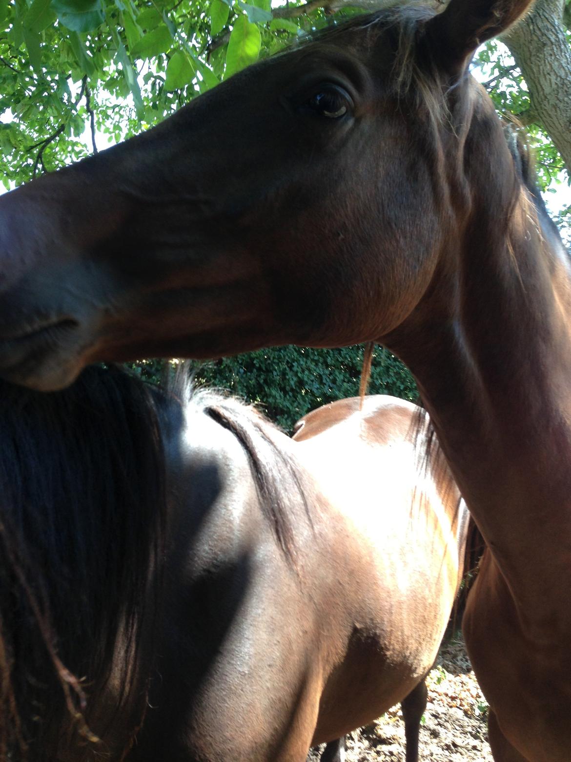 Dansk Varmblod Gabi billede 38