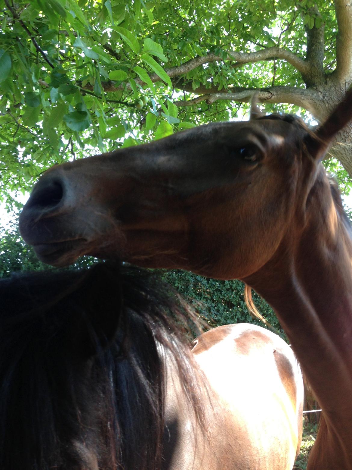 Dansk Varmblod Gabi billede 39