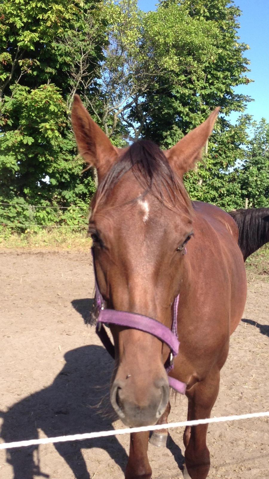 Dansk Varmblod Gabi billede 40