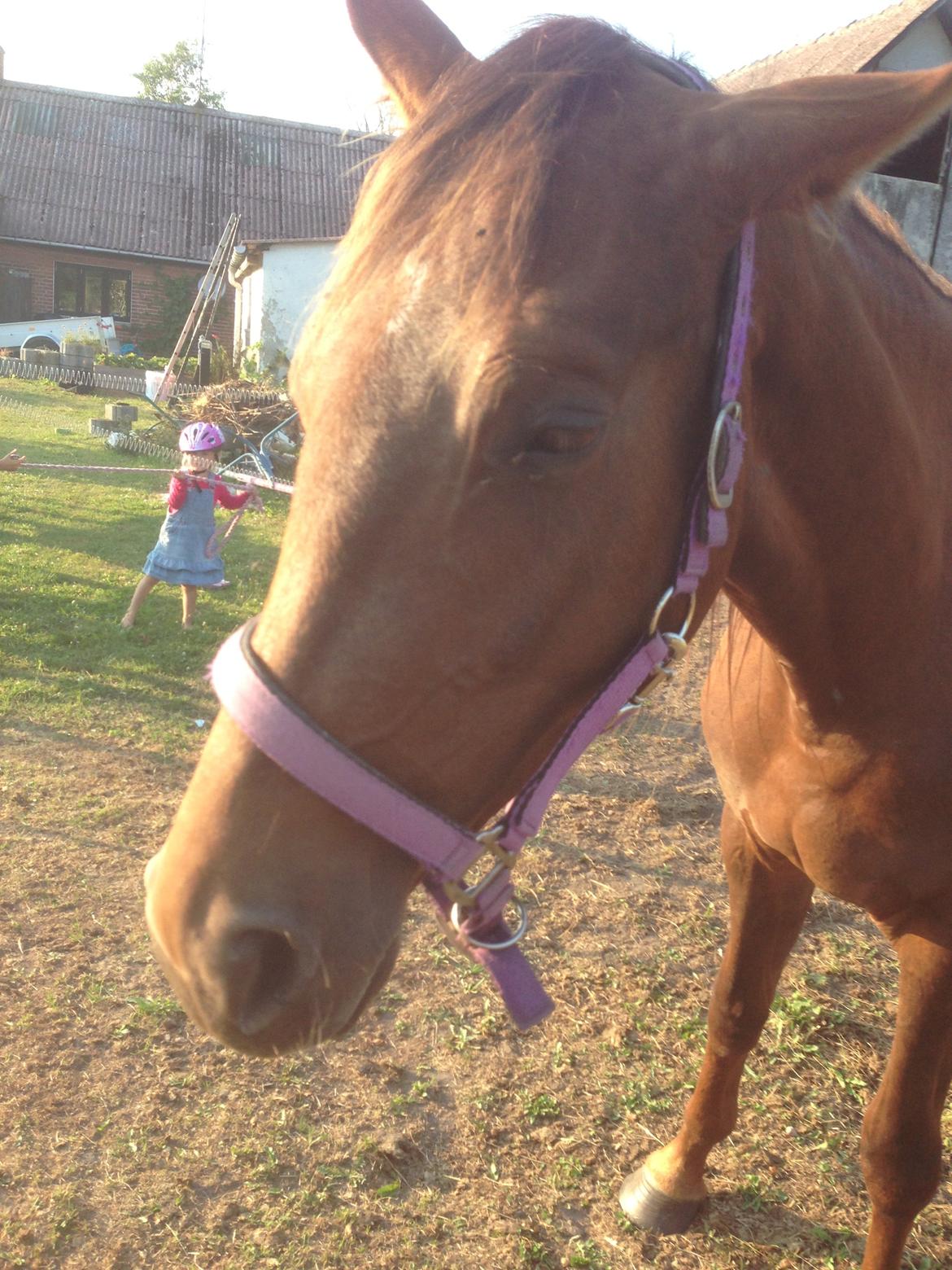 Dansk Varmblod Gabi billede 41