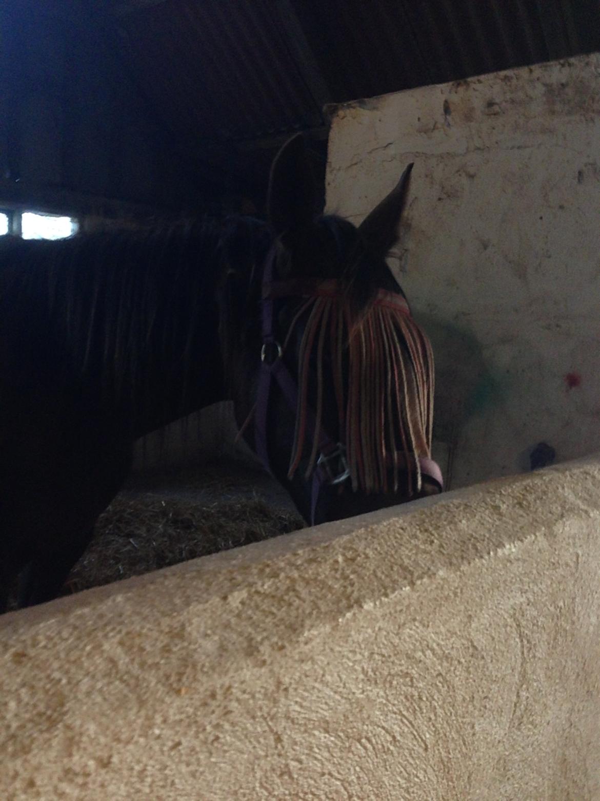 Dansk Varmblod Gabi billede 42