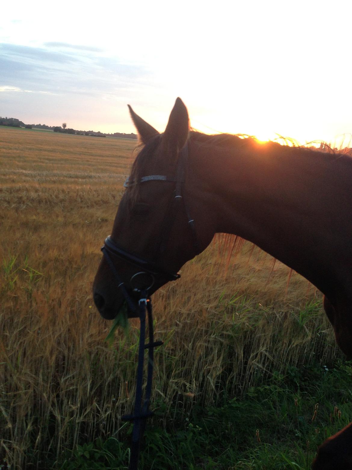Dansk Varmblod Gabi billede 43
