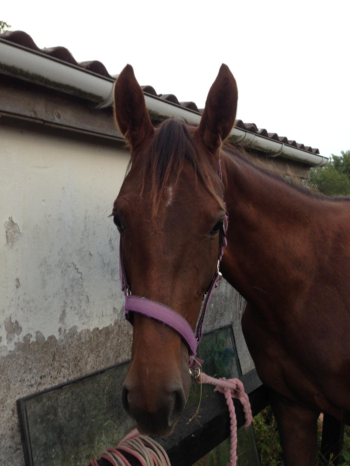 Dansk Varmblod Gabi billede 44