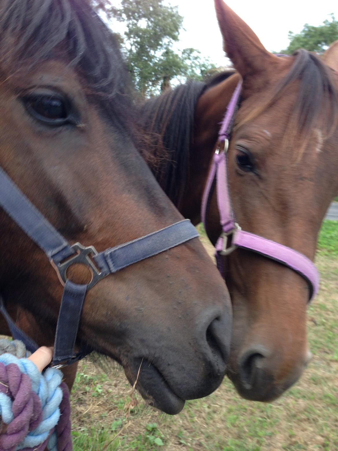 Dansk Varmblod Gabi billede 45