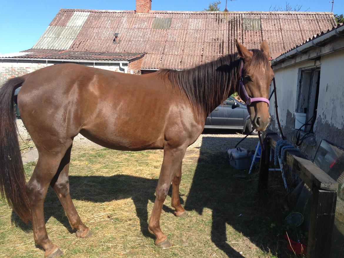 Dansk Varmblod Gabi billede 46