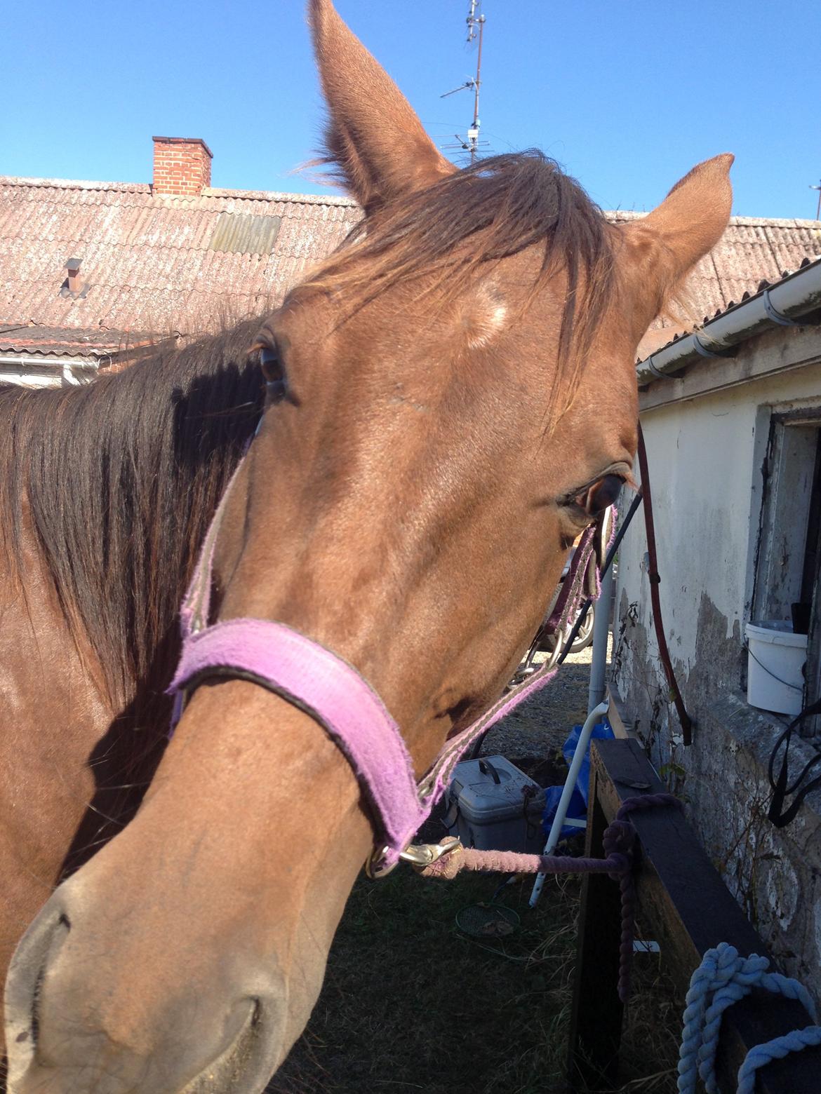 Dansk Varmblod Gabi billede 47