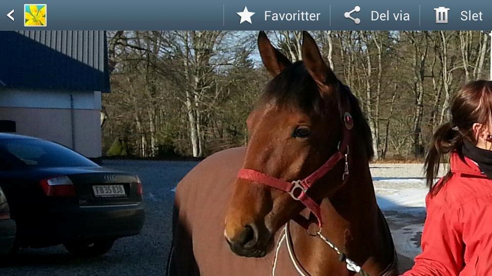 Anden særlig race Willemoes billede 20