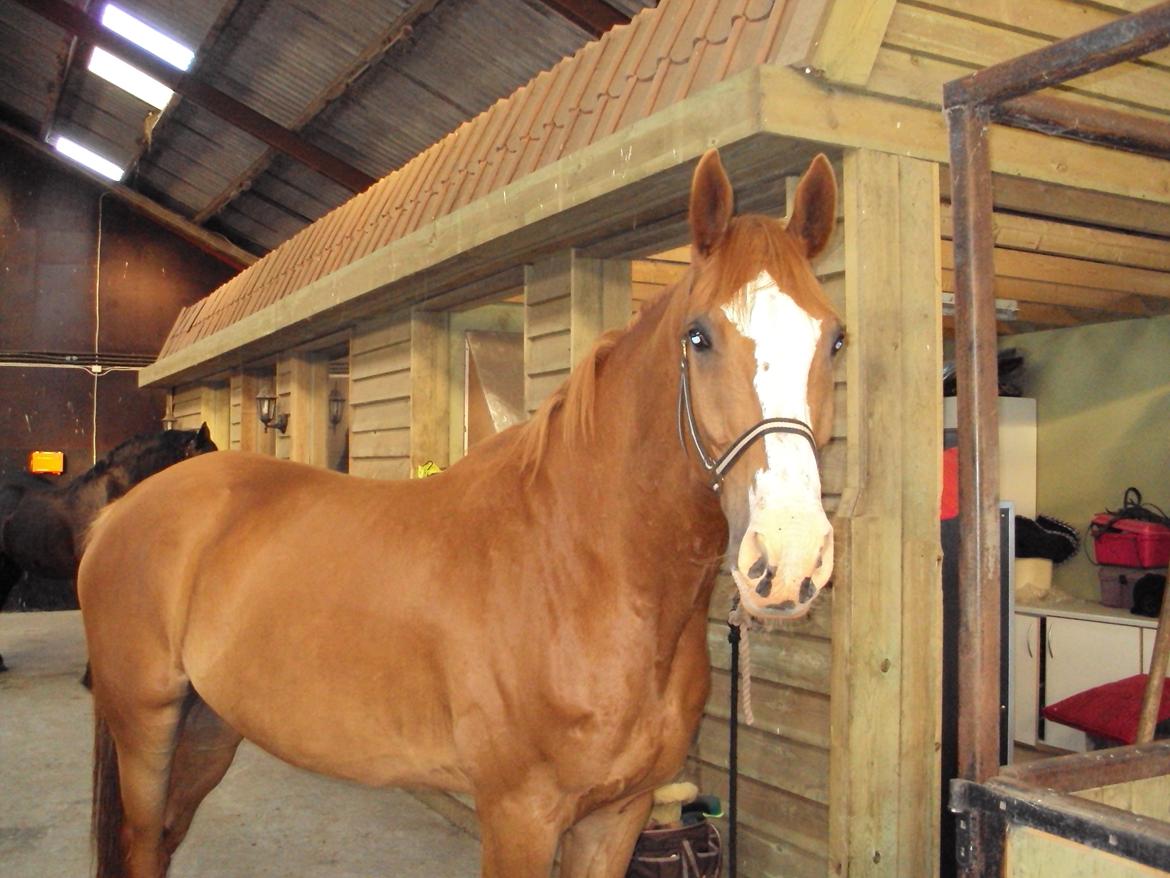 Dansk Varmblod Engholms Windcome billede 22