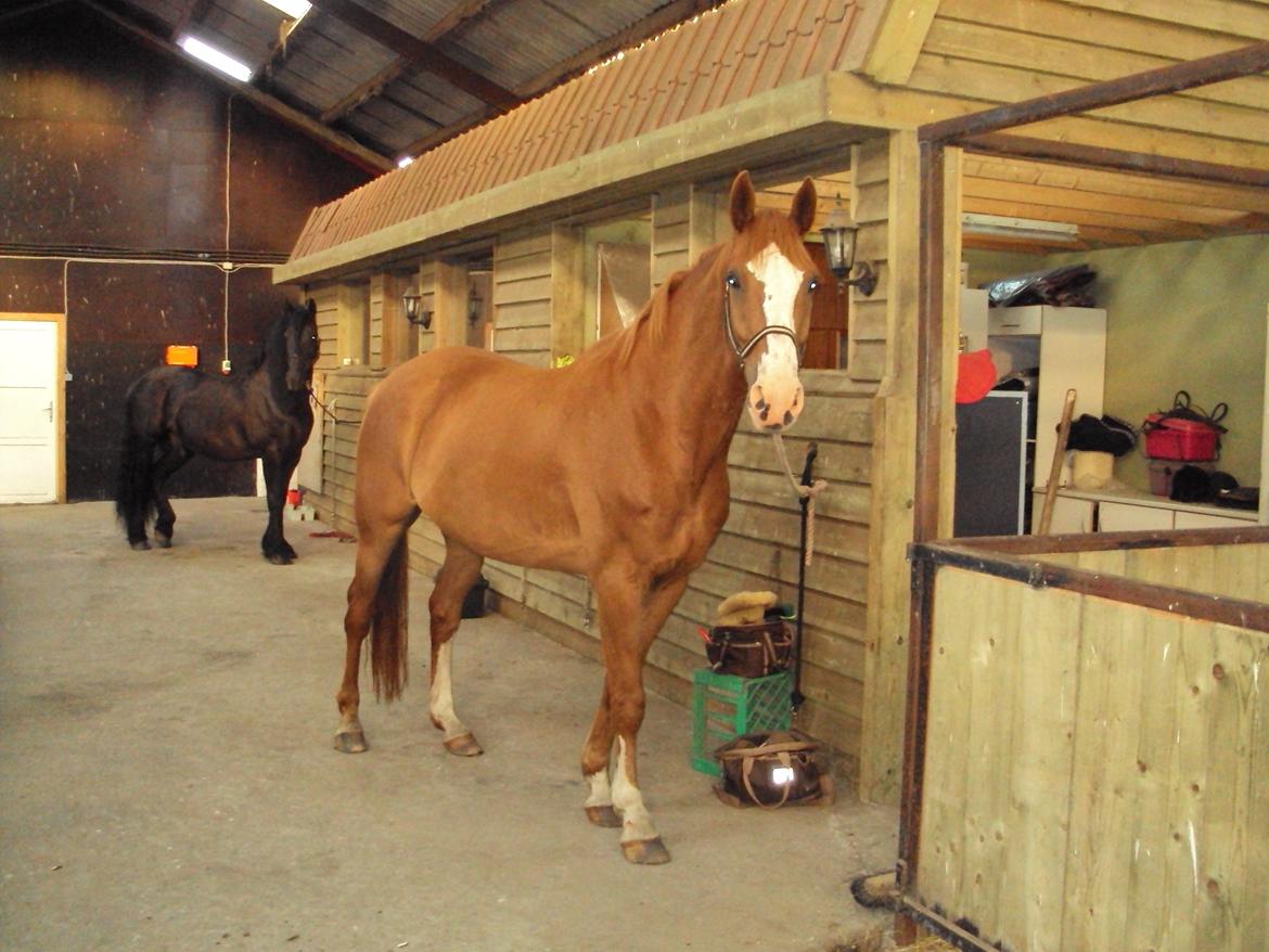 Dansk Varmblod Engholms Windcome billede 20