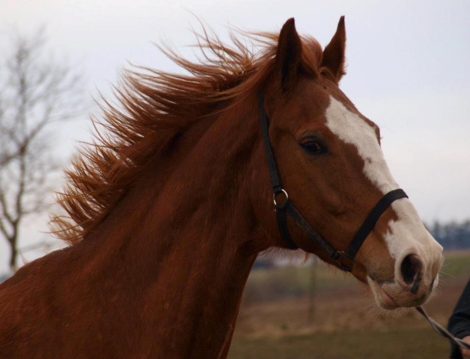 Dansk Varmblod Engholms Windcome billede 23