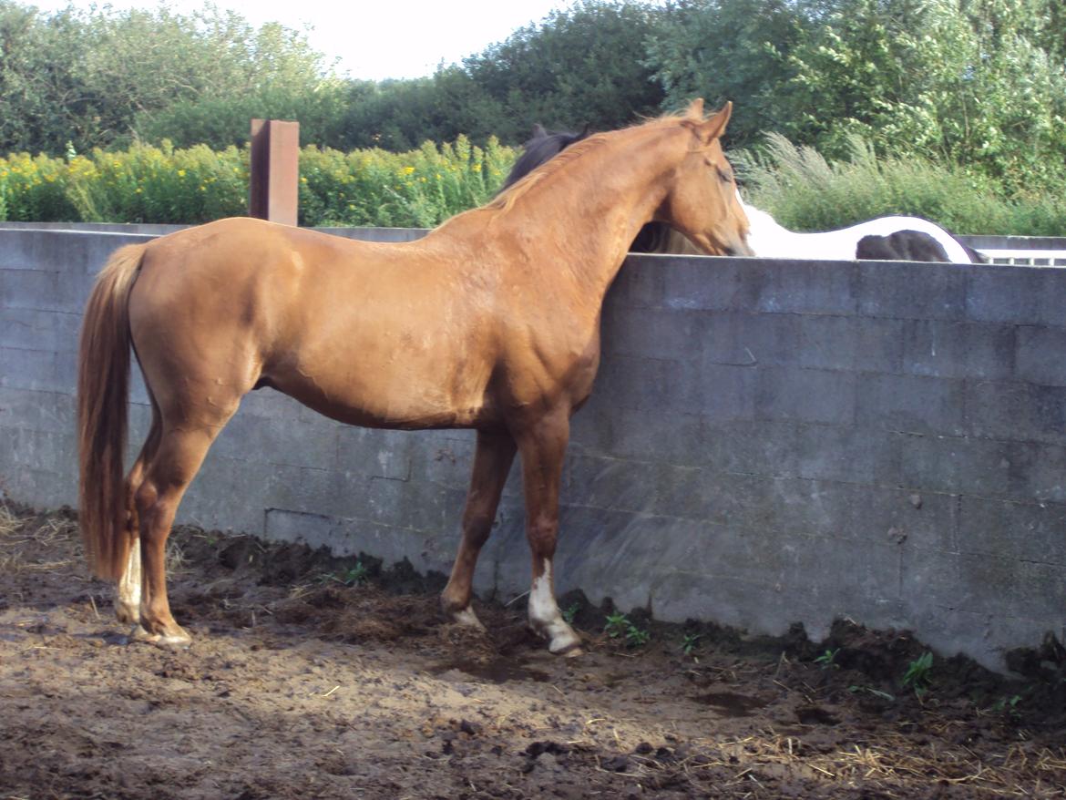 Dansk Varmblod Engholms Windcome billede 24