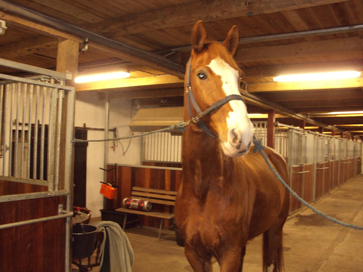 Dansk Varmblod Engholms Windcome billede 18