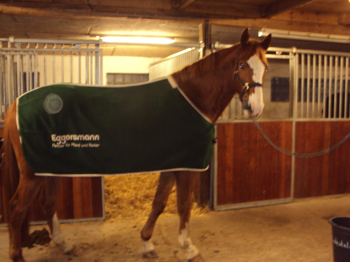 Dansk Varmblod Engholms Windcome billede 19