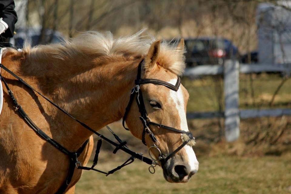 Palomino QUEEN OF EUROPE - Gaaaammelt billede, men hold kæft hun er nuttet!

- April 2013 billede 17