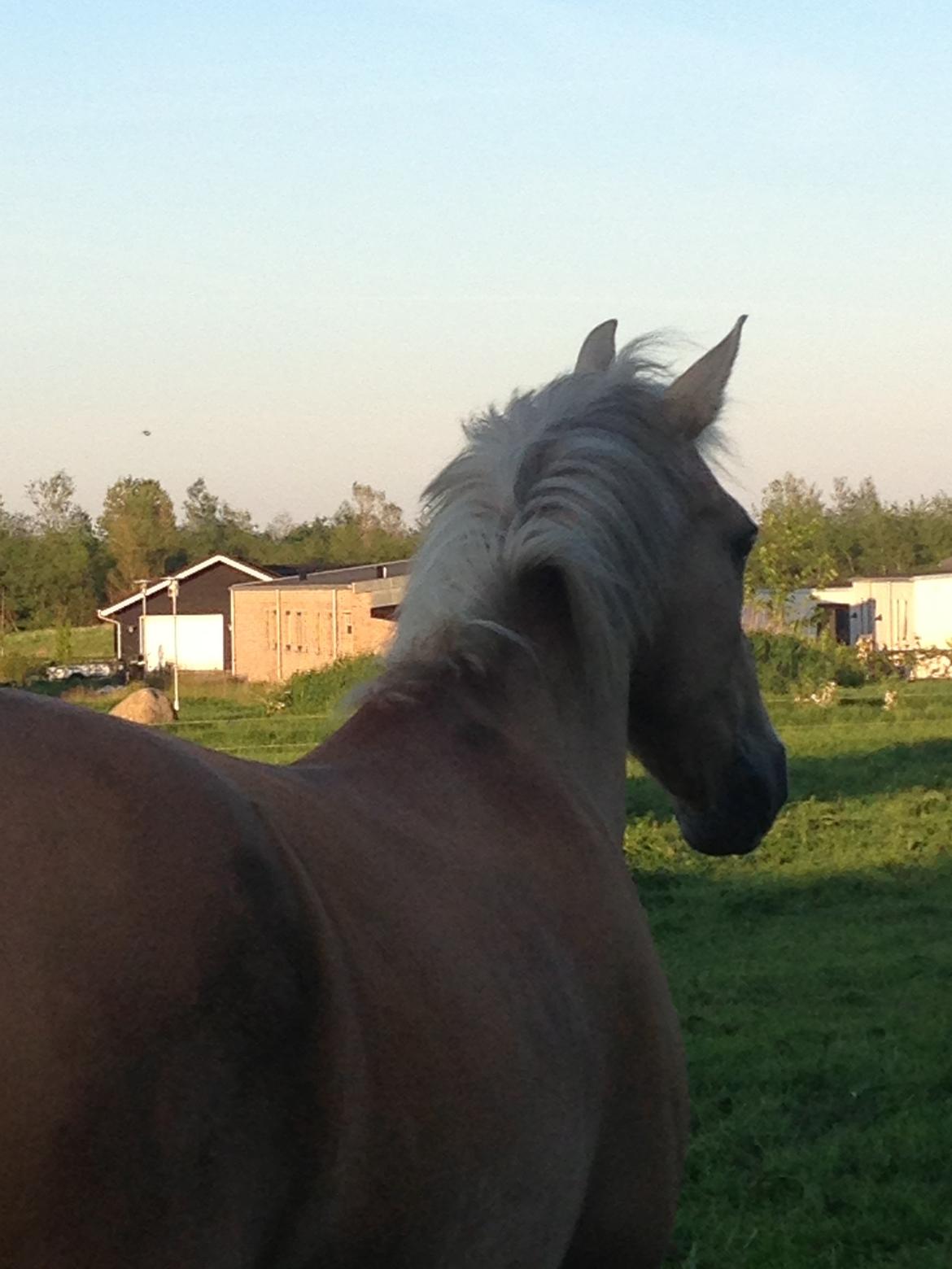 Palomino QUEEN OF EUROPE - smuk egentlig.... aw
- Sommerferien 2013 billede 18