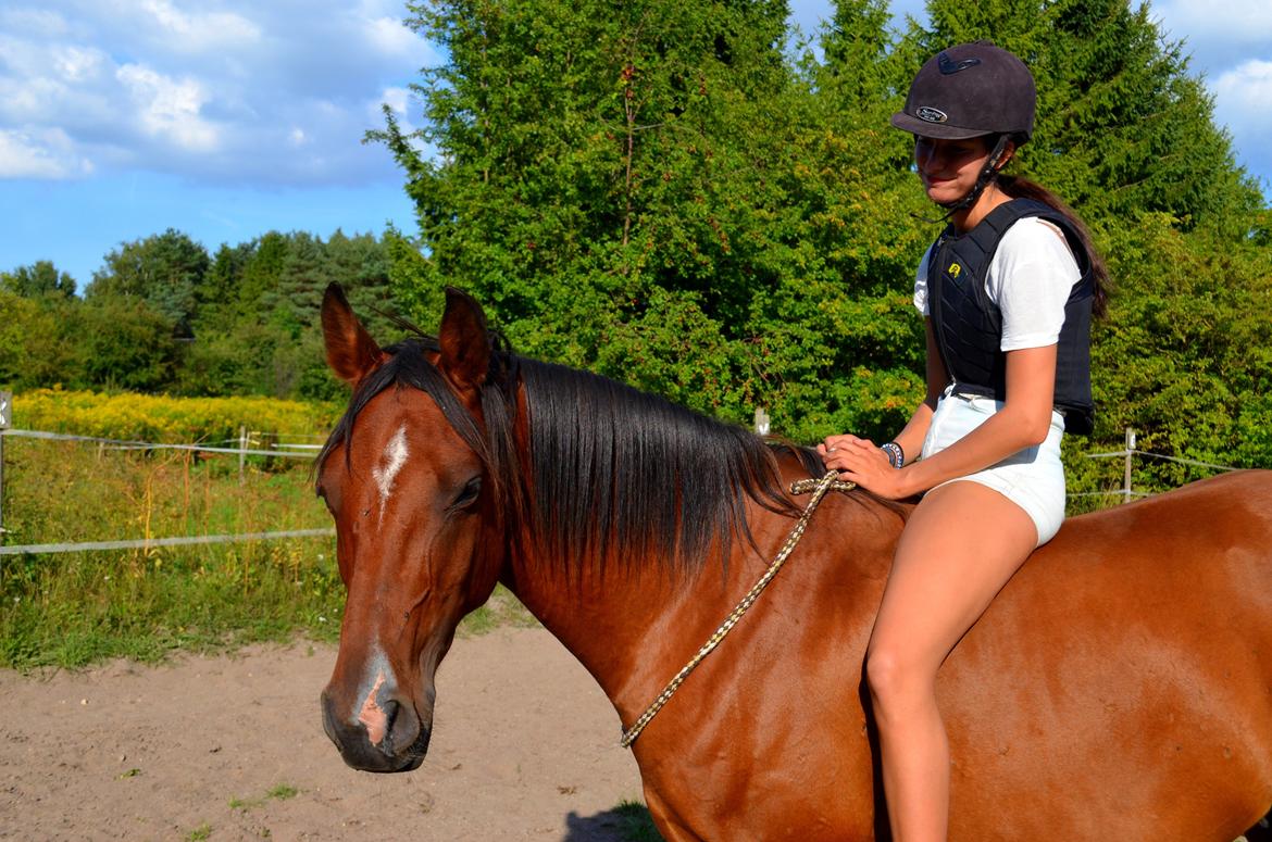 Arabisk fuldblod (OX) Nassim billede 27