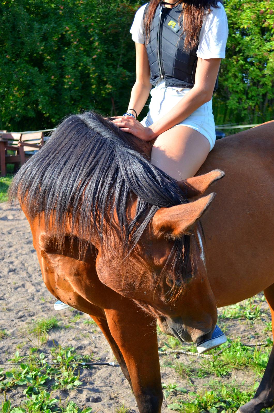 Arabisk fuldblod (OX) Nassim - chiller lidt uden noget på banen billede 3
